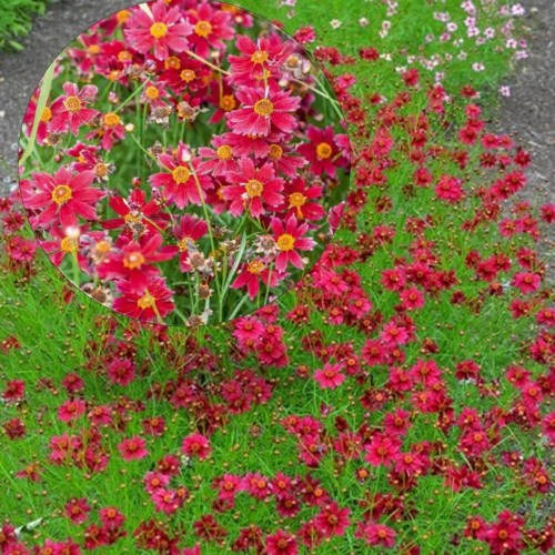 Coreopsis verticillata 'Limerock Ruby' - Männas-neiusilm 'Limerock Ruby' 